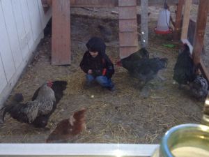Owen communing with his favorite chickens.