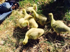 The goslings enjoying the grass, and telling us all about it.