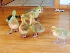 I was turning their bedding, and all 7 of the goslings broke out to go wondering into the kitchen.  They wanted to graze on the breakfast bits my kids had left on the floor.